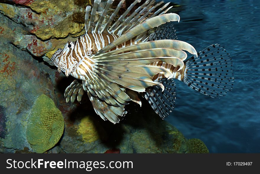 Colorful fish swimming with a reef background. Colorful fish swimming with a reef background