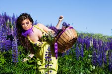 Woman In Plant Of Violet Wild Lupine Stock Photo Woman In Plant Of Violet Wild Lupine Stock Photo