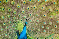 Brilliant Colors Of A Peacock Stock Photo
