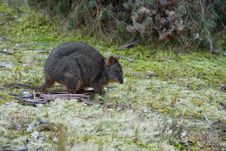 Bennett S Wallaby, Tasmania Royalty Free Stock Photos Bennett S Wallaby, Tasmania Royalty Free Stock Photos