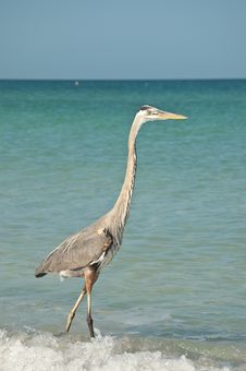 Great Blue Heron On A Gulf Coast Beach Royalty Free Stock Photo