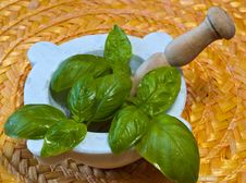 Basil 1 Royalty Free Stock Image Basil 1 Royalty Free Stock Image