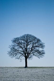 Lone Tree Stock Images Lone Tree Stock Images