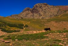 Bull On An Alpine Meadow Stock Photography Bull On An Alpine Meadow Stock Photography