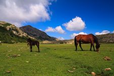 Horses On An Alpine Meadow Royalty Free Stock Photography Horses On An Alpine Meadow Royalty Free Stock Photography
