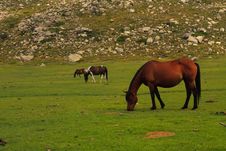 Three Horses On An Alpine Meadow Royalty Free Stock Photography Three Horses On An Alpine Meadow Royalty Free Stock Photography