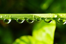 Water Drops On Blade Of Grass Stock Photography