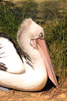 Australian Pelican Stock Photos Australian Pelican Stock Photos