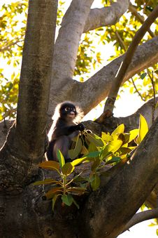 Dusky Leaf Monkey In Fig Tree Royalty Free Stock Photography Dusky Leaf Monkey In Fig Tree Royalty Free Stock Photography