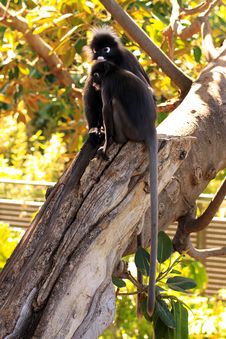 Dusky Leaf Monkeys In A Fig Tree Royalty Free Stock Photo Dusky Leaf Monkeys In A Fig Tree Royalty Free Stock Photo