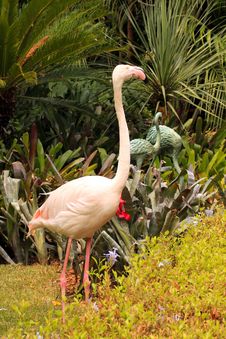 Greater Flamingo Grooming Stock Photo