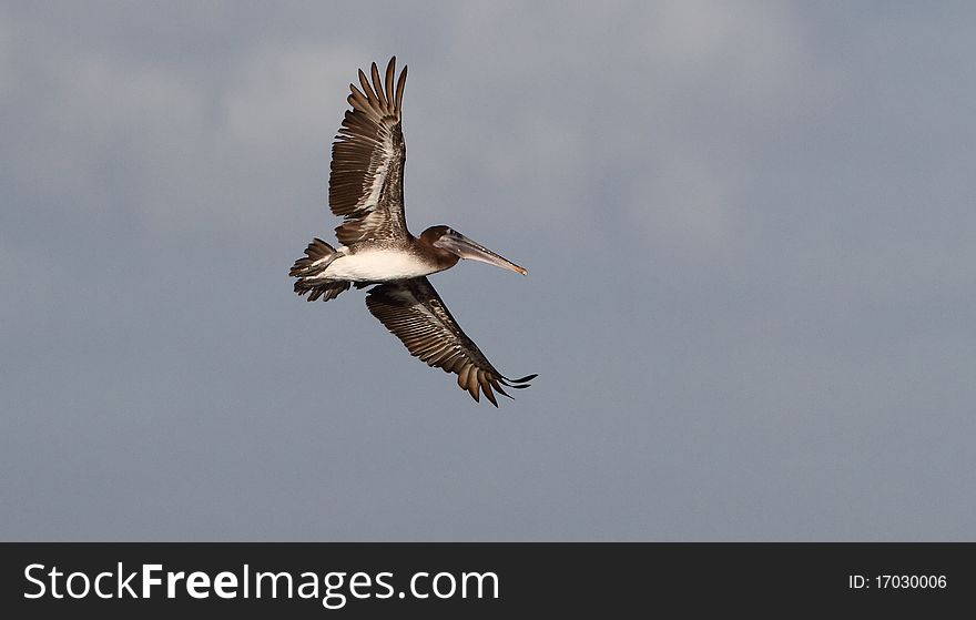 Brown pelican flying, taken in Camuy, Puerto Rico