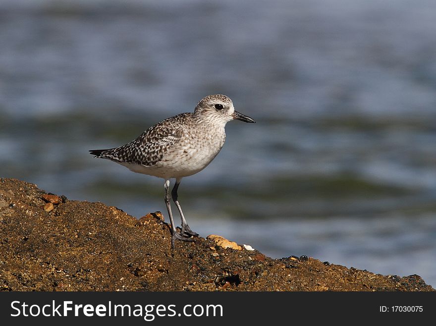 Black-belied Plover in winter plumage taken in the coast of Camuy, Puerto Rico