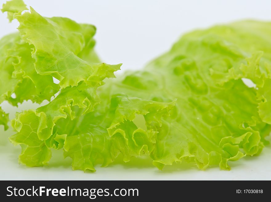 Lettuce on white background