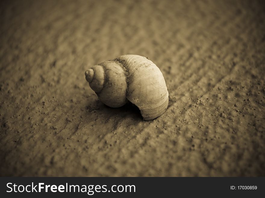 Sepia tone photograph of a shell against concrete.