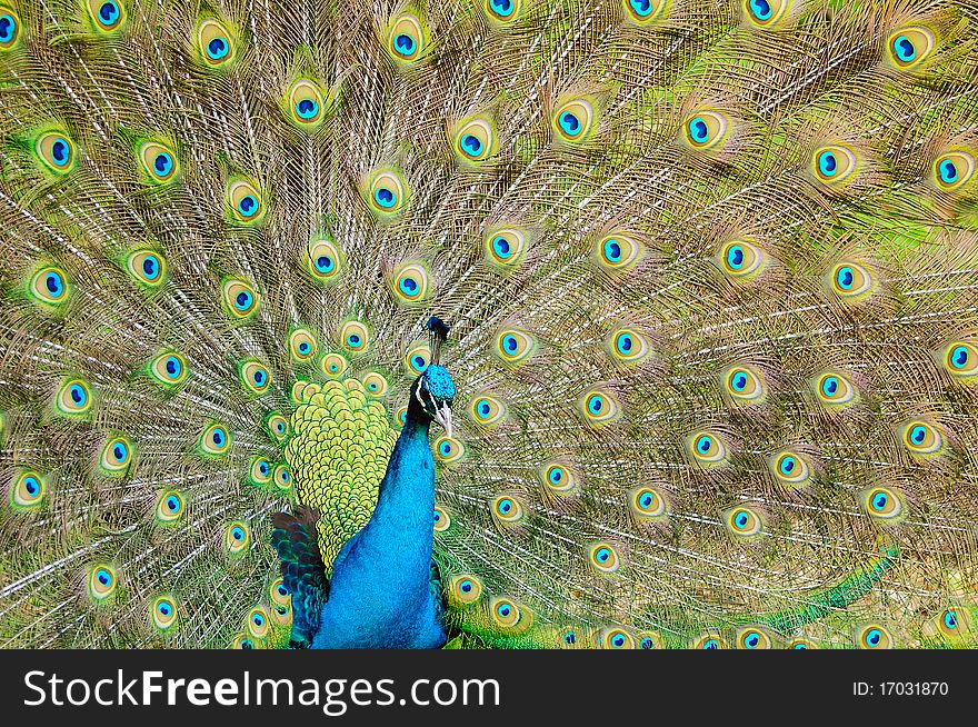 Beautiful portrait of a male peacock spreading its vibrant wings to attract female peahens. Beautiful portrait of a male peacock spreading its vibrant wings to attract female peahens