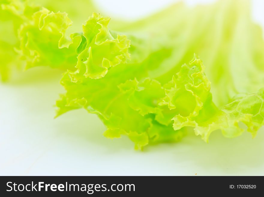 Lettuce placed on white background. Lettuce placed on white background