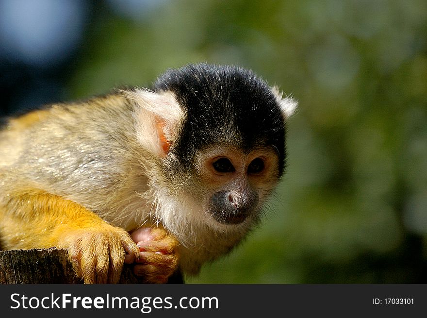 Squirrel Monkey At The Zoo