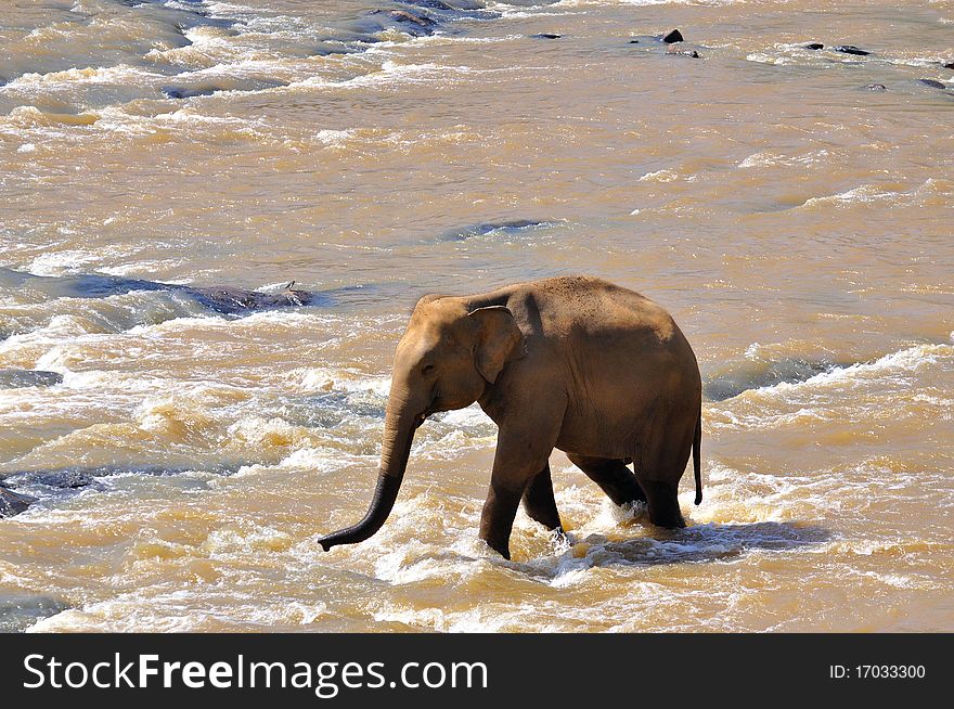 An elephant washing and drinking in river. An elephant washing and drinking in river