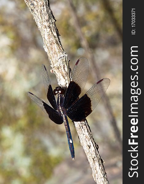 Black dragonfly on branch, Thailand.