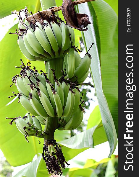 Green banana plant in thailand