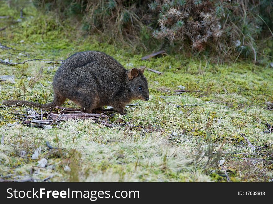 Bennett s Wallaby, Tasmania