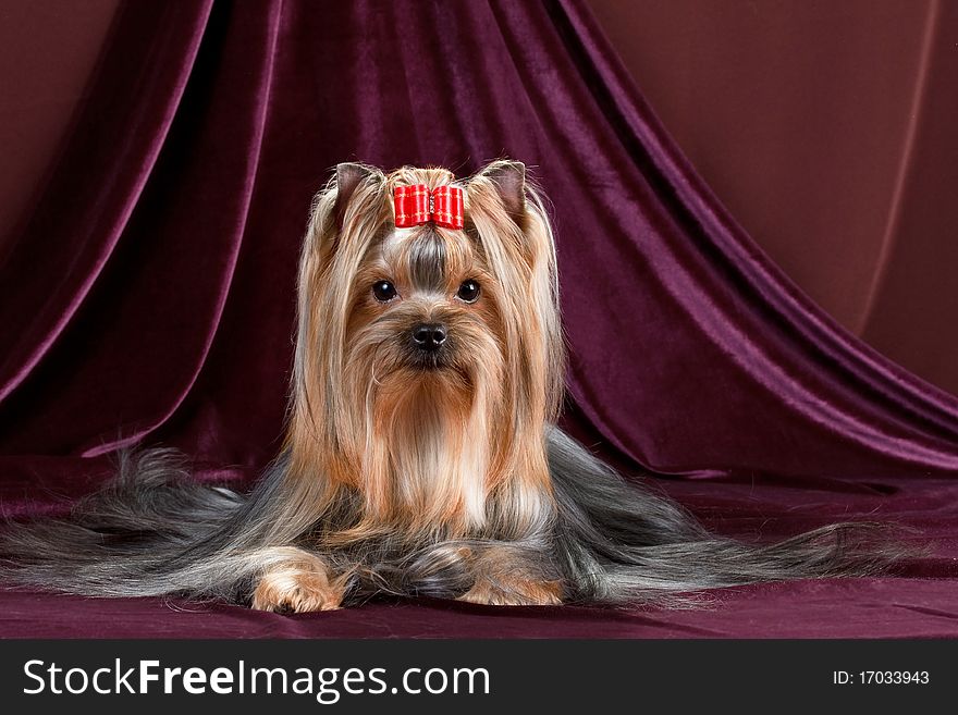 Yorkshire Terrier on a velvet background.