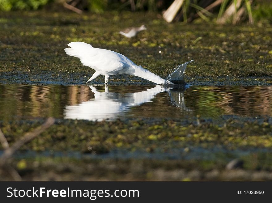 Little Egret fishing in Shallow Water