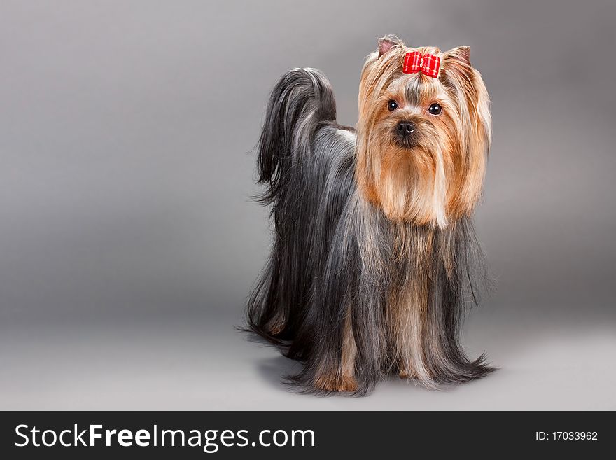 Yorkshire Terrier on a grey. Not isolated.
