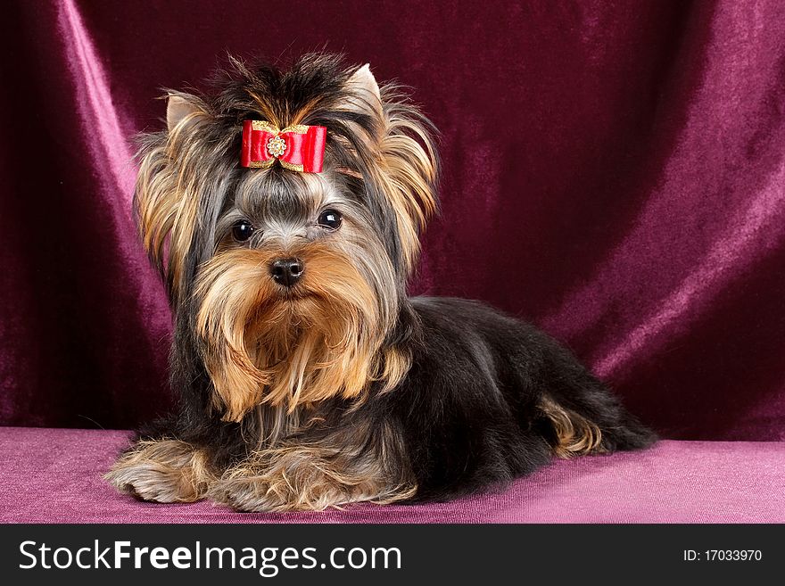 Yorkshire terrier puppy on a velvet background