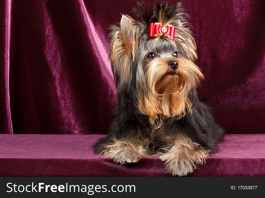 Yorkshire terrier puppy on a velvet background