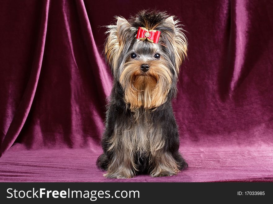 Yorkshire terrier puppy on a velvet background