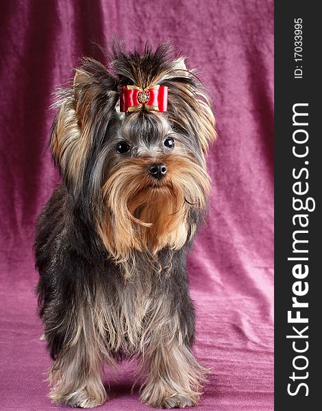 Yorkshire terrier puppy on a velvet background.