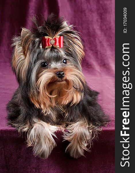 Yorkshire terrier puppy on a velvet background.