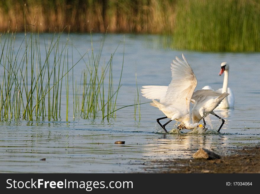 Eurasian Spoonbills fighting in water