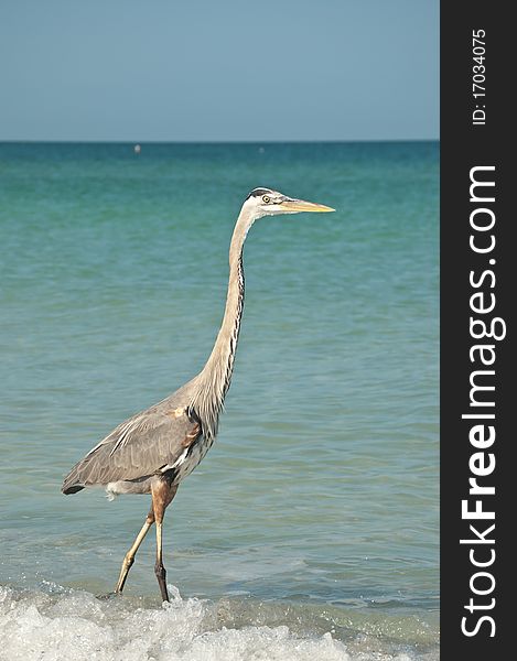 A Great Blue Heron in the shallow water of a Gulf Coast Florida beach. A Great Blue Heron in the shallow water of a Gulf Coast Florida beach.