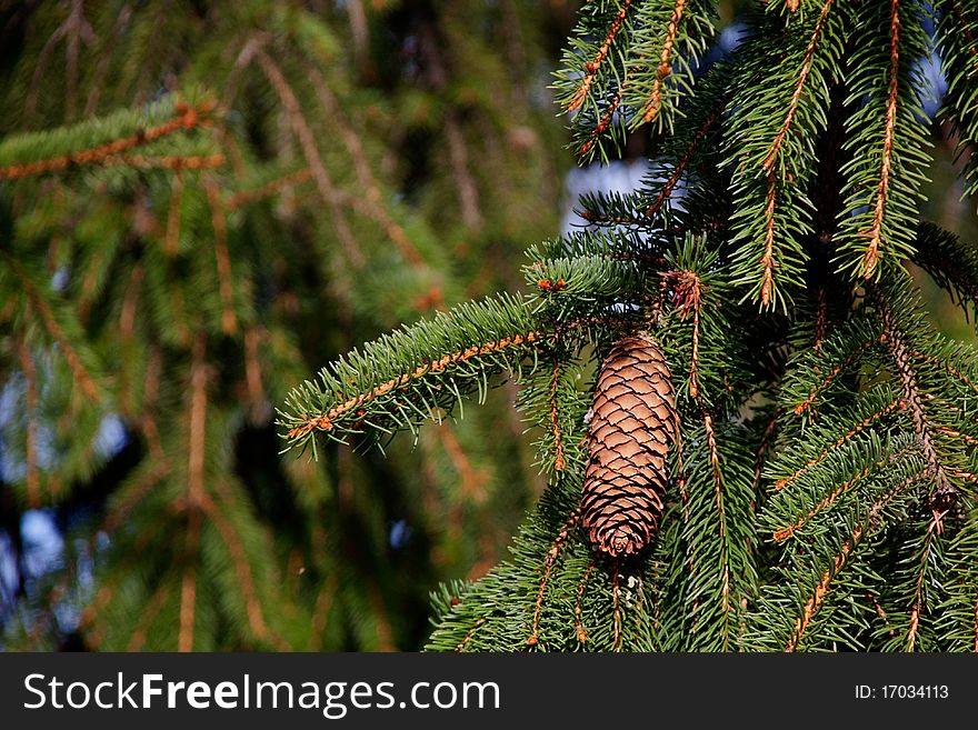 Fir cone as a detail shot