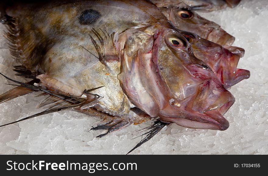 John Dory Fish on a Bed of Ice