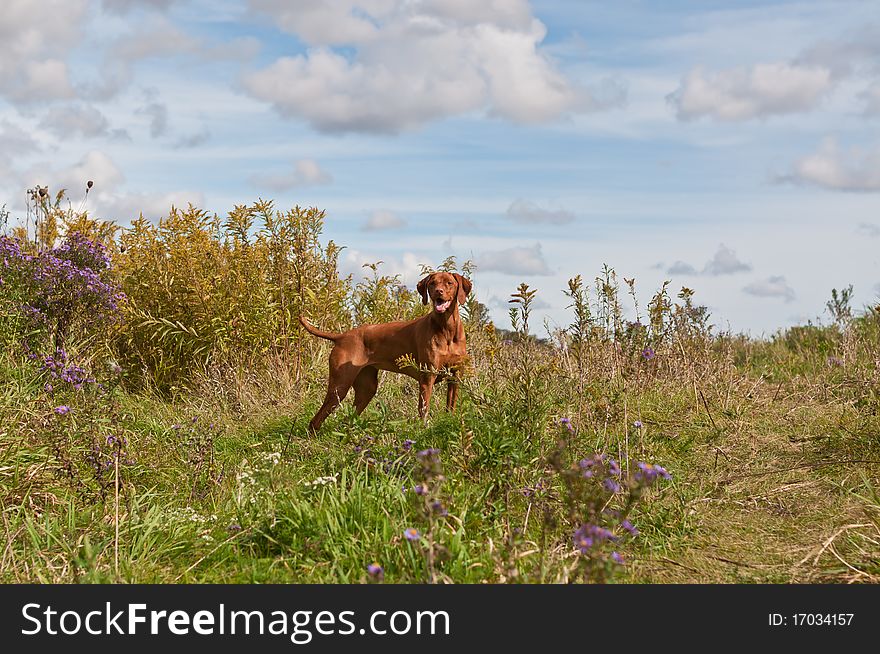 A Vizsla dog stands in a field in autumn. A Vizsla dog stands in a field in autumn.