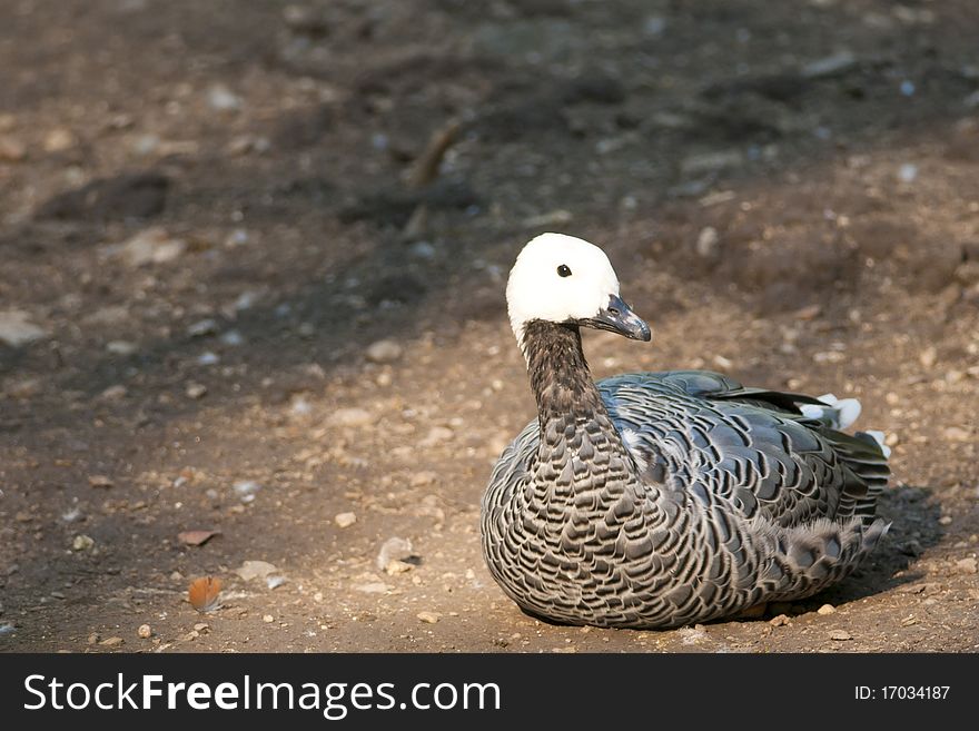 Upland or Magellan Goose sitting on shore