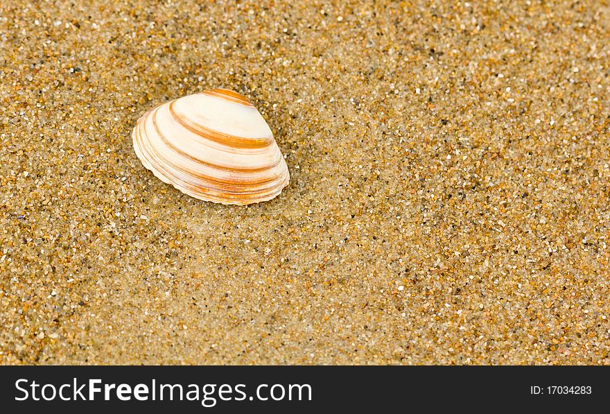 A single sea shell on a sandy beach