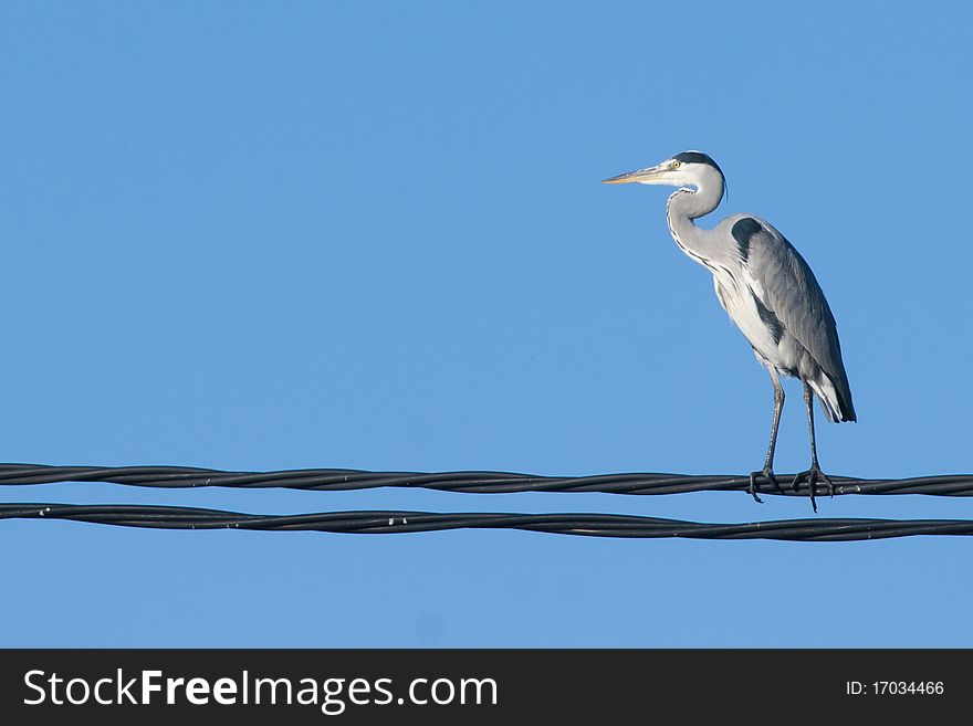 Grey Heron on electric wires