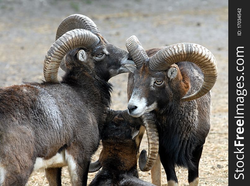 A quiet family mouflon (european fauna). A quiet family mouflon (european fauna)