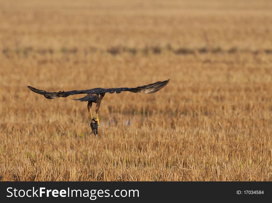 Marsh Harrier with its prey