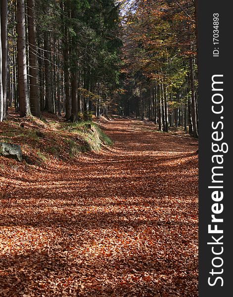Mountain road, autumn wood, Coniferous wood, deciduous wood. Mountain road, autumn wood, Coniferous wood, deciduous wood