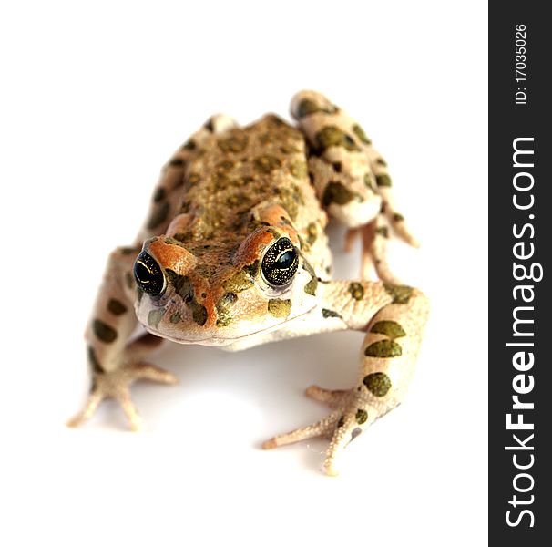 Frog isolated on a white background. Frog isolated on a white background