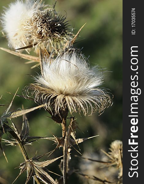 Carduus marianus, medicinal plant for treating liver diseases and diet remedies; milk thistle is an annual/biennial plant that grows in dry, rocky soil throughout southern, eastern and western europe, and in some parts of the united states. Carduus marianus, medicinal plant for treating liver diseases and diet remedies; milk thistle is an annual/biennial plant that grows in dry, rocky soil throughout southern, eastern and western europe, and in some parts of the united states