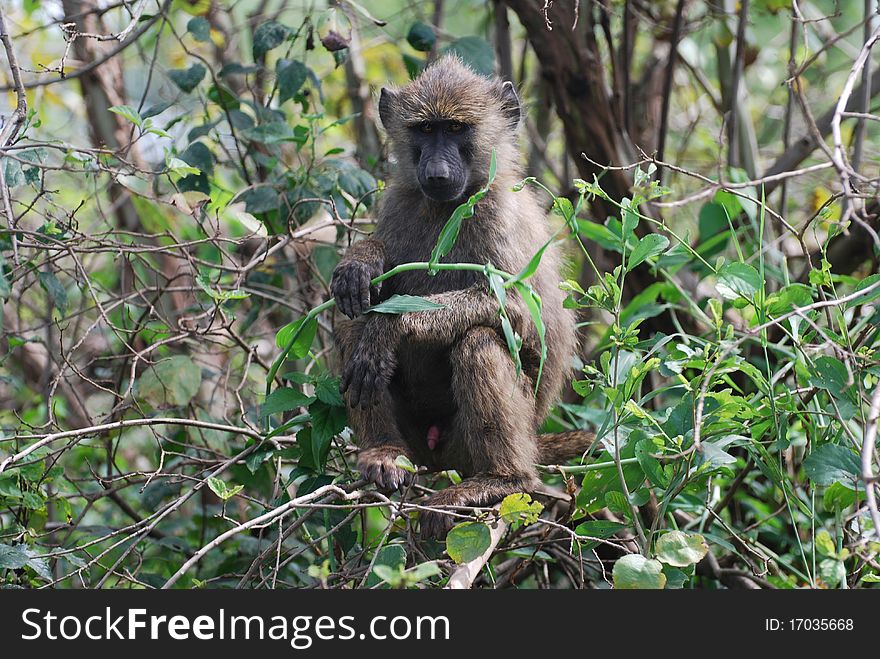 An olive baboon sits in a tree in the Serengeti. An olive baboon sits in a tree in the Serengeti