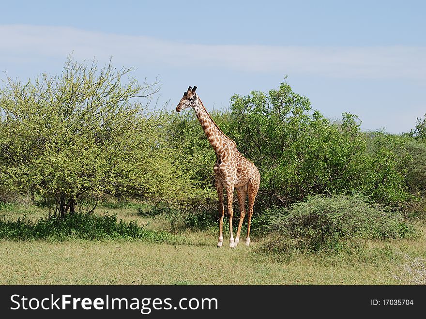 A young giraffe wanders among acacia trees in the Serengeti. A young giraffe wanders among acacia trees in the Serengeti