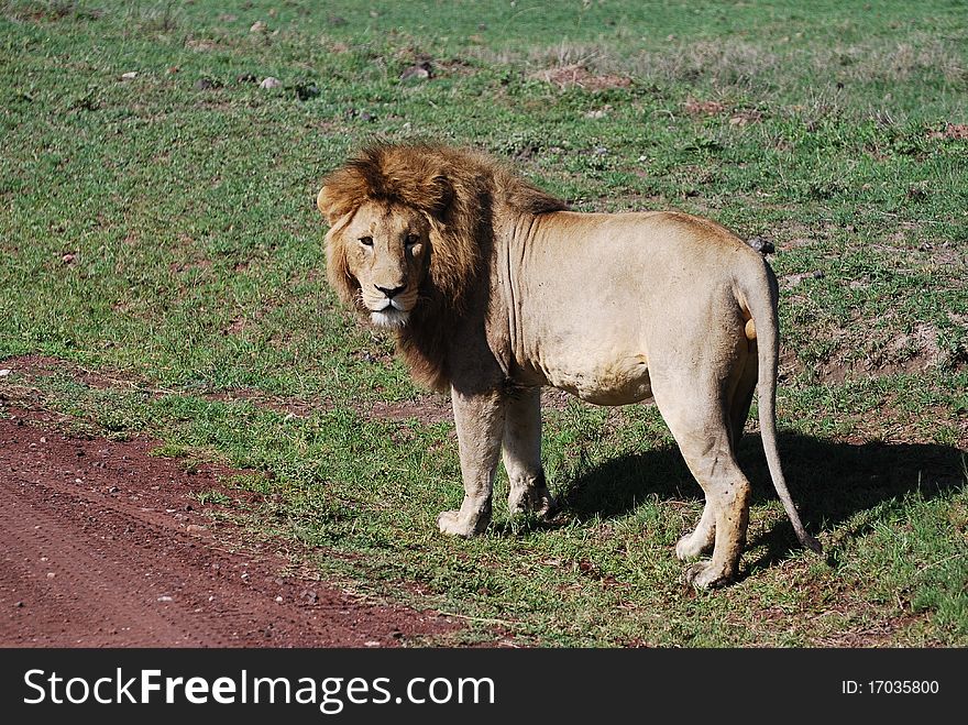 An adult male lion seen whilst on safari in the Serengeti
